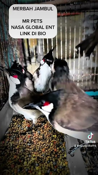 dapatkan burung merbah jambul di petshop nasa global..pos seluruh semenanjung malaysia!