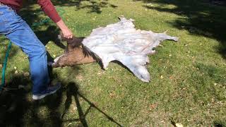 Step 2 Wash and Thin Elk Hide