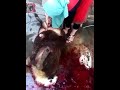 Girl Slaughtering A Sheep 