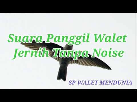 suara panggil walet jernih tanpa noise, sp walet mendunia