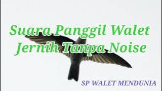 suara panggil walet jernih tanpa noise, sp walet mendunia