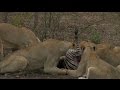 SafariLIVE PM Drive With Nkuhumas Zebra Kill 02/22/16