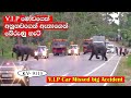 Stupid V I P car Missed a big accident with Tusk elephant