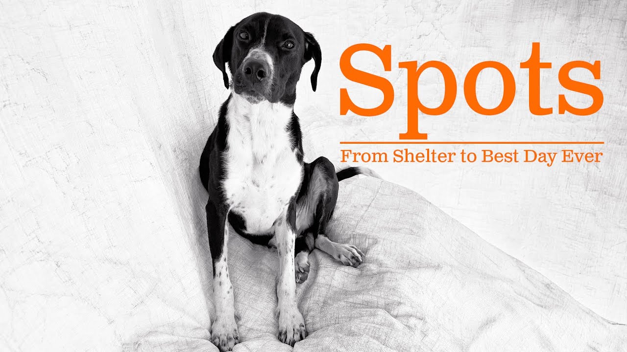 From Shelter to Best Day Ever 🐾 | Spots the Rescue Dog