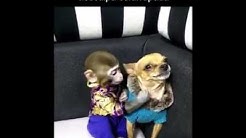 Palhaçada de um macaco com um cachorro kkk 😂😂