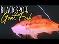 The ever tasty blackspot goatfish  spearfishing sydney