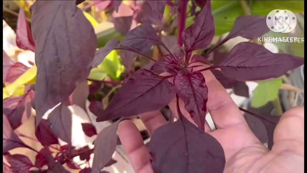 Top 9+ Easiest Way To Grow Vegetables #