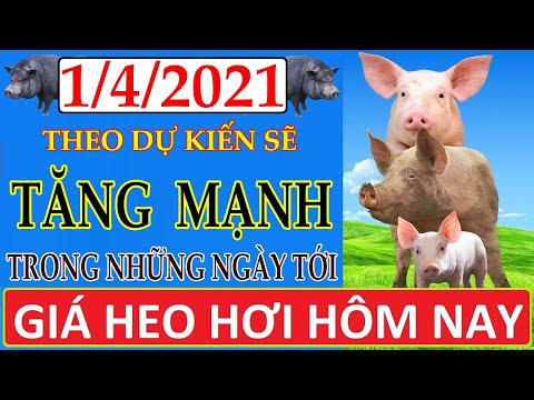 Giá heo hơi hôm nay ngày 1/4/2021 | Giá lợn hơi theo dự kiến sẽ tăng mạnh trong những ngày tới