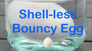 Make a Bouncy Egg by Dissolving its Shell! ￼