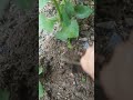 #gardening Wark #garden #farming #shortsfeed #ytshorts