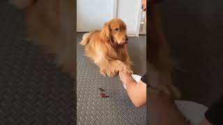 So smart  #funnydogs #dogs #funnyvideo