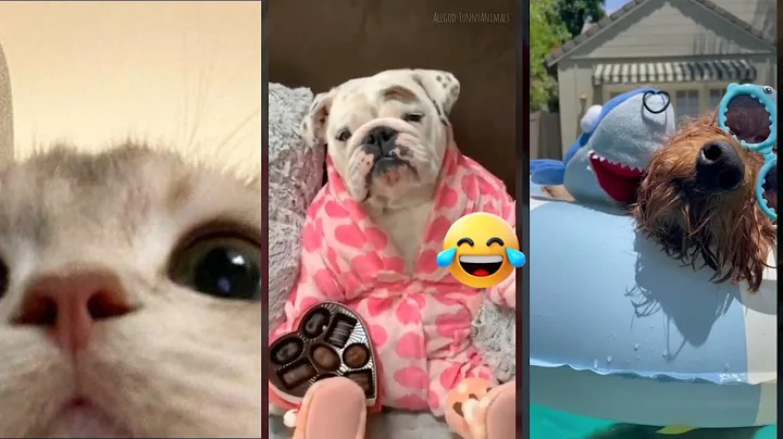 Video 7176941: fight sounds cat funny, funny cat compilation, funniest cats, cat eating sounds