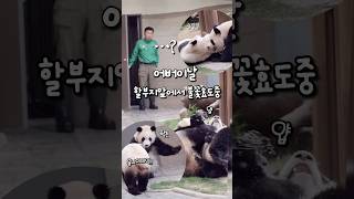 루이후이의 불꽃효도를 관전하는 강바오님🐼하부지 우리 잘컸찌!??🔥