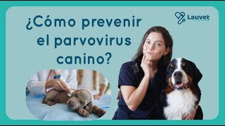 ¿CÓMO PREVENIR EL PARVOVIRUS EN PERROS?  Lauvet