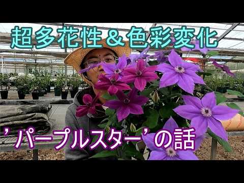 About 'Purple Star', a highly floriferous clematis that changes