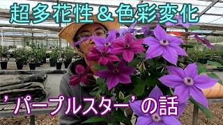 About 'Purple Star', a highly floriferous clematis that changes