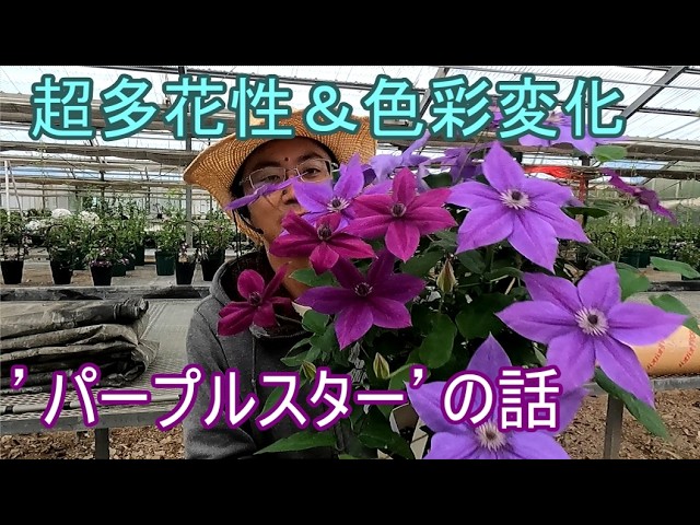 About 'Purple Star', a highly floriferous clematis that changes