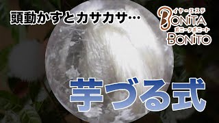 #耳掃除 ズルズル…芋づる式