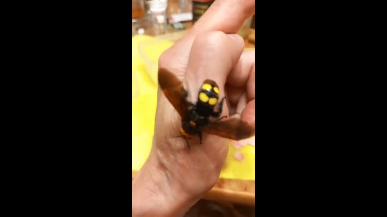 I Was Stung By Mammoth Wasp Megascolia Maculata Be Careful Kyiv Ukraine 08 VI 2022 
