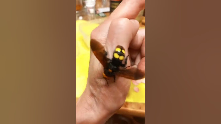 I Was Stung By Mammoth Wasp Megascolia maculata. Be Careful. Kyiv, Ukraine. 08.VI.2022.