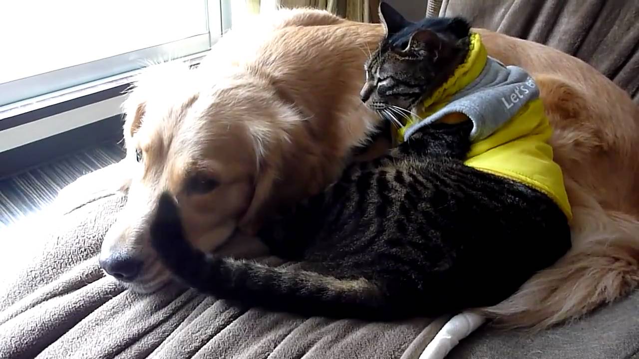 犬の鼻を尻尾でくすぐる猫 Tickle Youtube