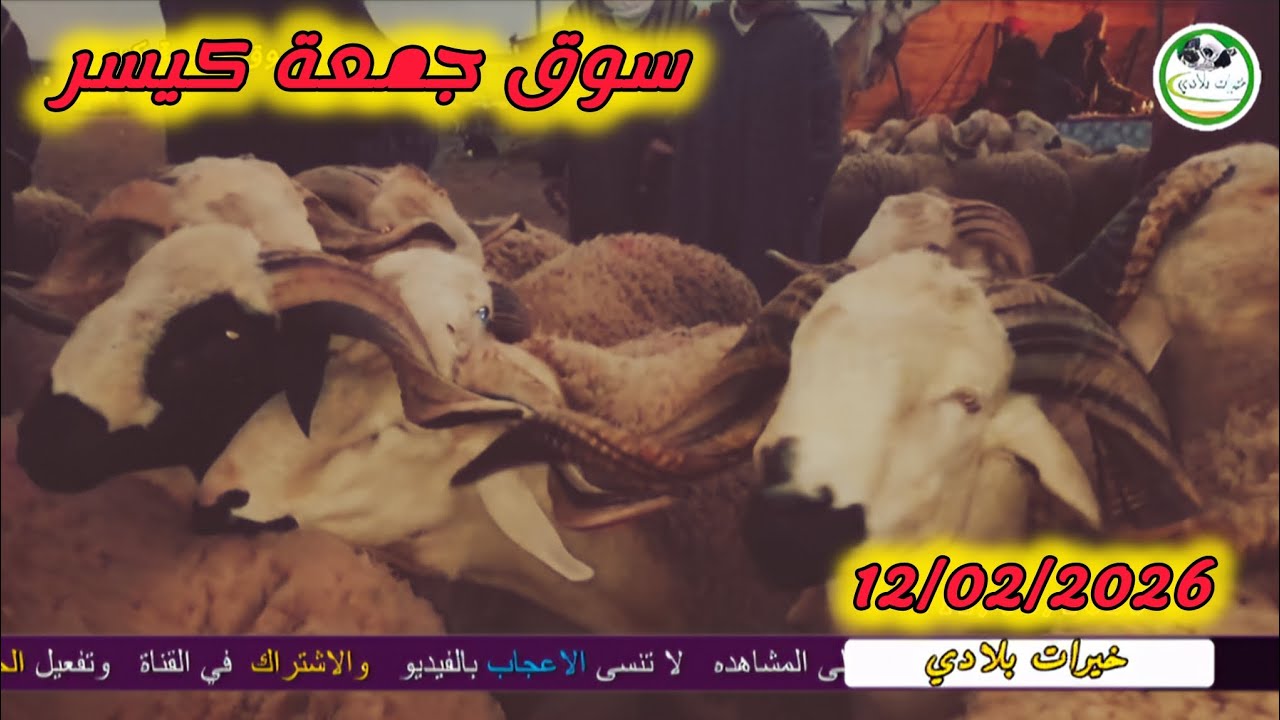 مباشرة من سوق جمعة كيسر بتاريخ 12/02/2026 مع الثمن #حولي #كيسر #سوق #غنم