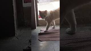 llegó una visita 😺😸
