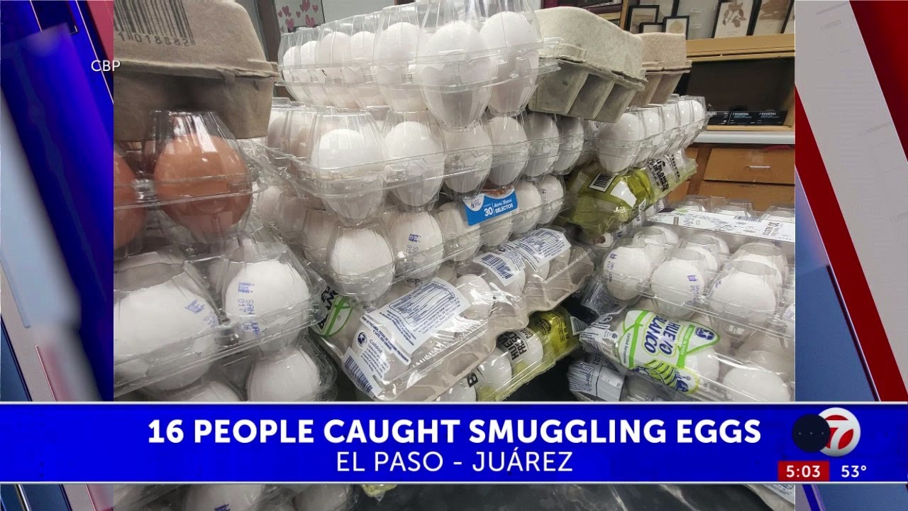 CBP: 16 people caught smuggling eggs into El Paso - YouTube