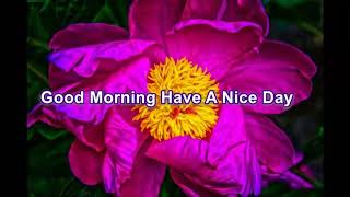 Good Morning Have A Nice Day Free Video Download for Whatsapp Status