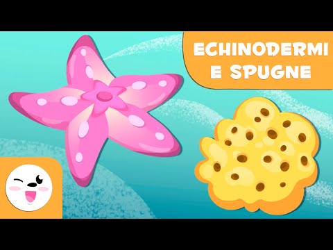 Echinodermi - Animali invertebrati - Scienze naturali per bambini