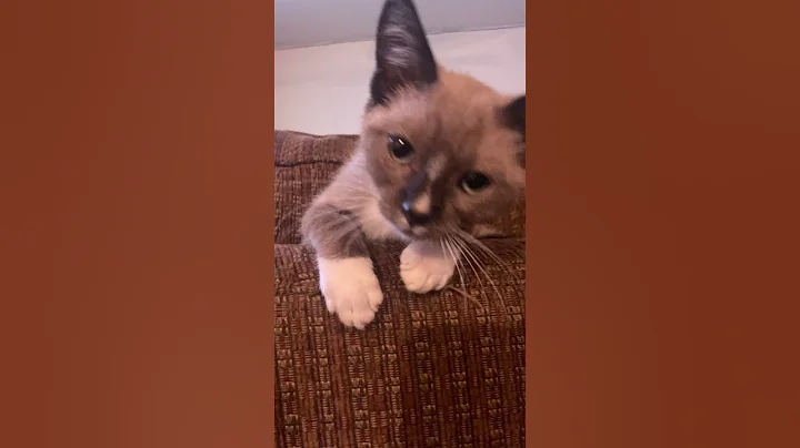 Watch the video about #catrescue Siamese mix with calico rescued ￼