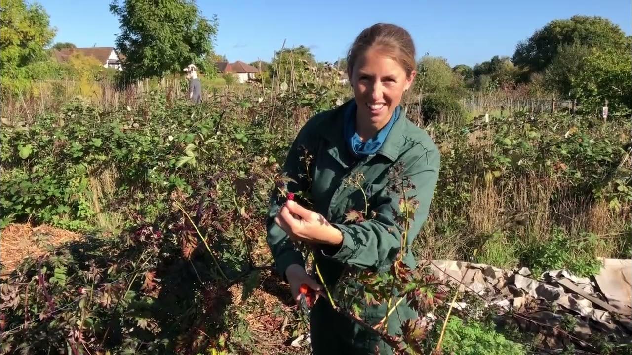How to prune blackberries (and tayberries and wineberries) YouTube