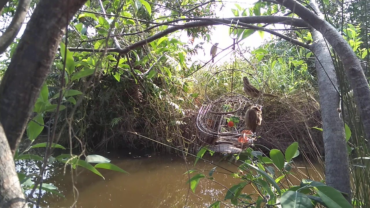 Hoạch vàng mồi 02