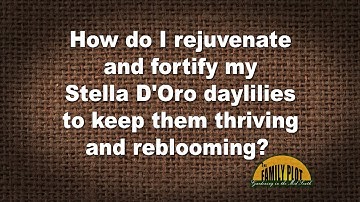 Q&A – How do I keep my Stella D’Oro daylilies thriving and reblooming?