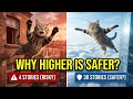Do Cats Always Land on Their Feet? The Truth