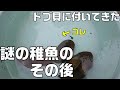 通販で購入したドブ貝に付いてきた謎の稚魚を捕まえてビオトープに入れる&庭池に瓦チップを敷く。