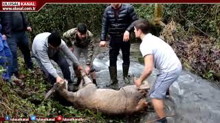 Yaralı geyik donmak üzereyken kurtarıldı Resimi