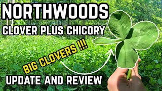 Clover Food Plot | Northwoods Clover Plus Chicory Review