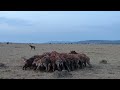 A pack of hyenas taking down a wildebeest