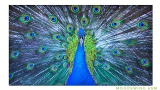 Bird singing, Nature sound, Singing bird, Nightingale bird, Relaxing,Background music, MoodSwing Asm screenshot 2