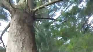GoPro POV 75 Foot Tree Climb