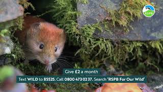 Save Our Wild