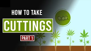 How to take Cannabis Cuttings -  Part 1
