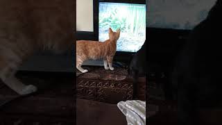 CATS WATCHING MOVIE FUNNY MOMENTS.