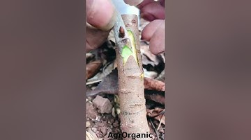 How to  do budding and grafting in fruit plant