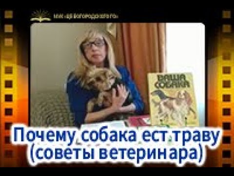 Почему собака ест траву (советы ветеринара)