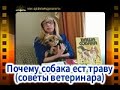 Почему собака ест траву (советы ветеринара)