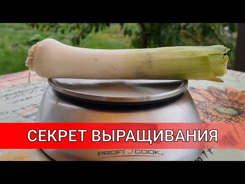 раскрыт СЕКРЕТ ВЫРАЩИВАНИЯ ЛУКА ПОРЕЙ, делюсь своими наблюдениями по выращиванию ЛУКА ПОРЕЙ