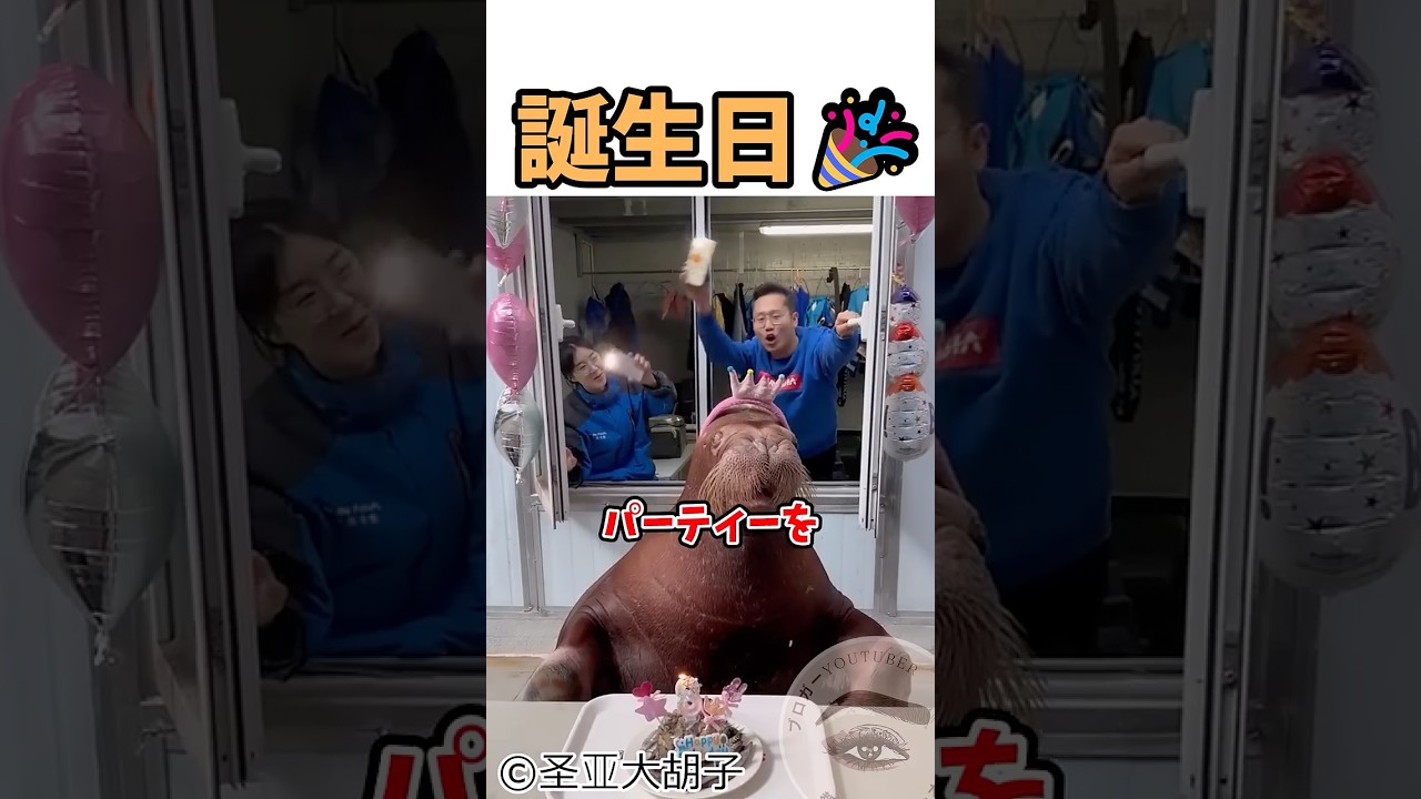 とっても大事にされているセイウチ❤️ #shortvideo #セイウチ #愛