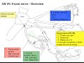 Cranial nerve VII